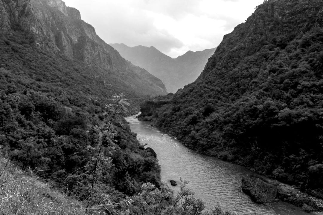 body of water near trees