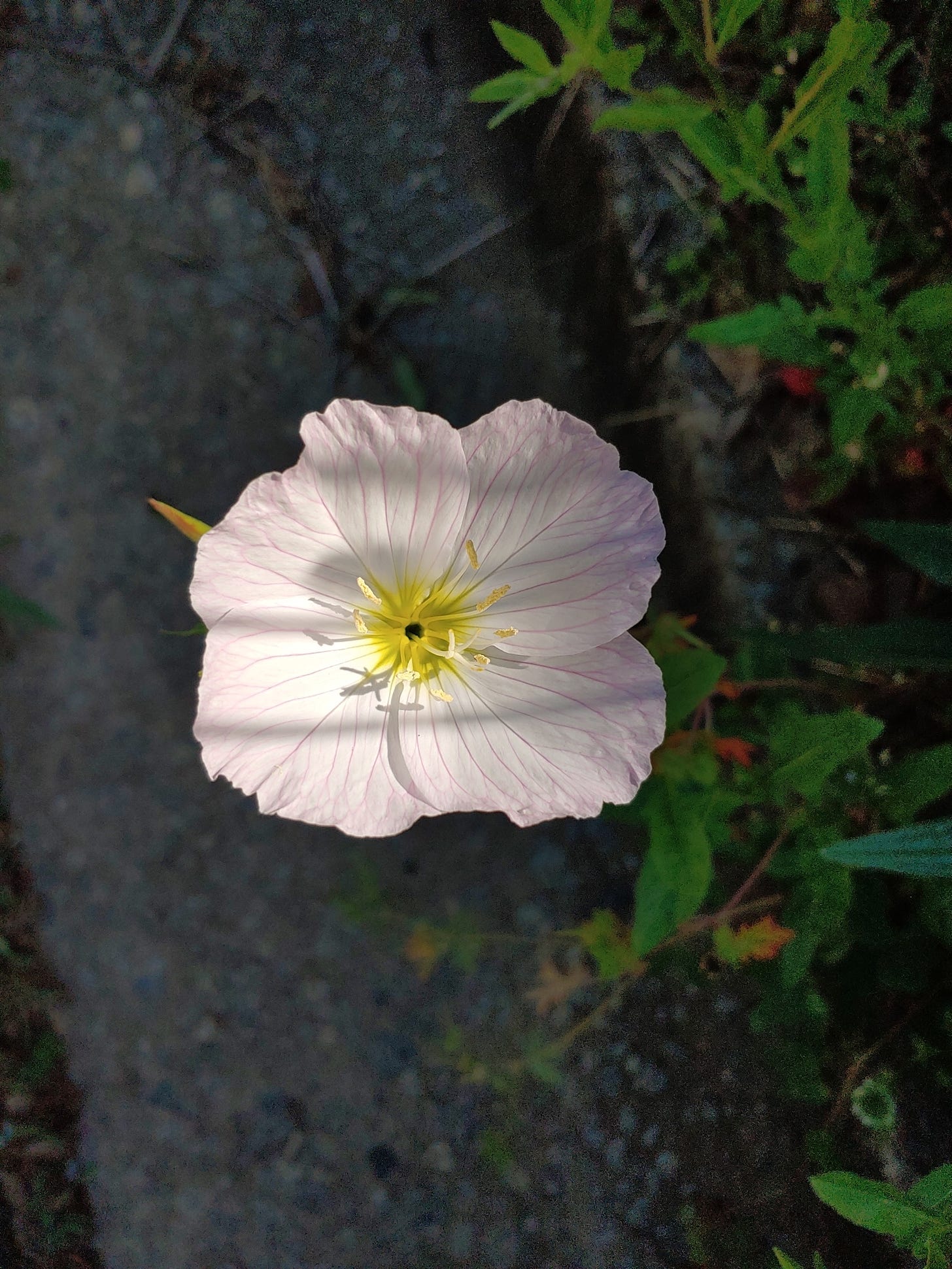 A pale pink flower lit by sunlight, with thin shadows crisscrossing its surface, against the background of dark cracked pavement