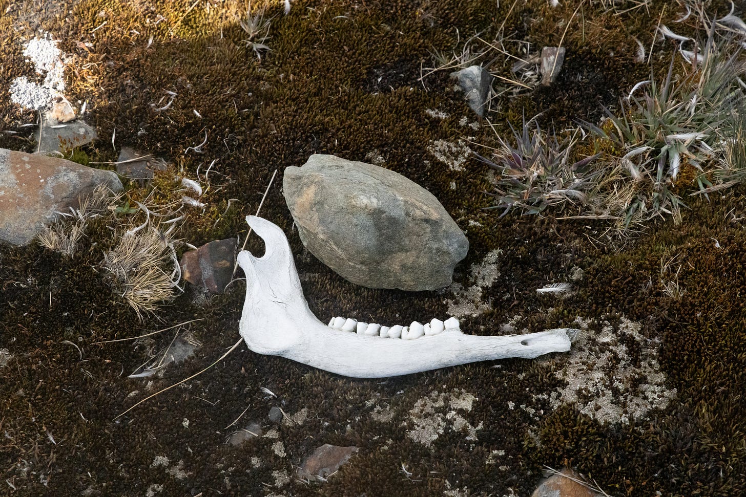 hhalf of a polished-white caribou lower jaw sitting next to a rock