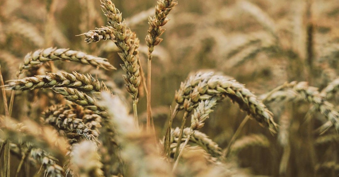 shallow focus photography of wheats during daytime