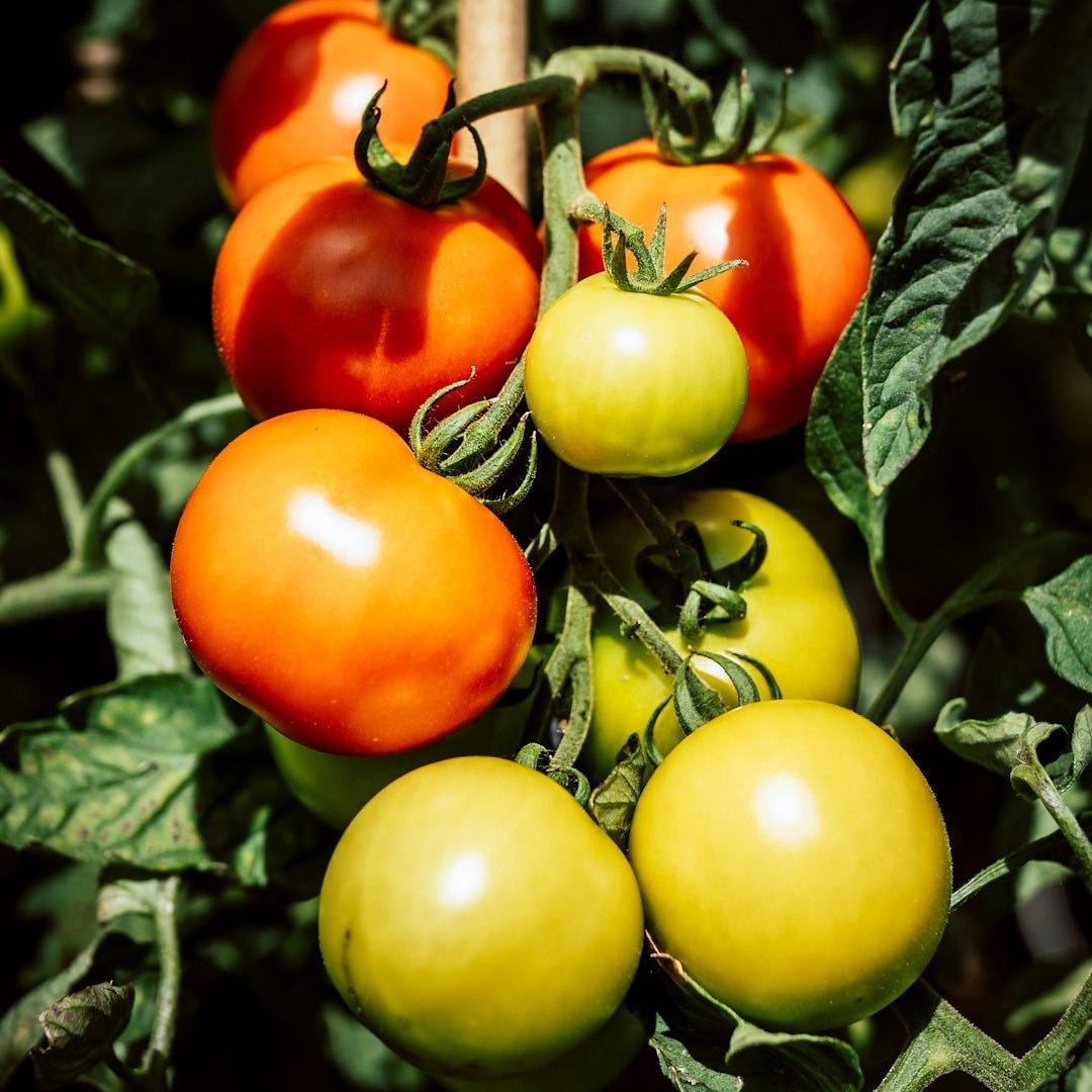 green and red tomatoes on green leaves