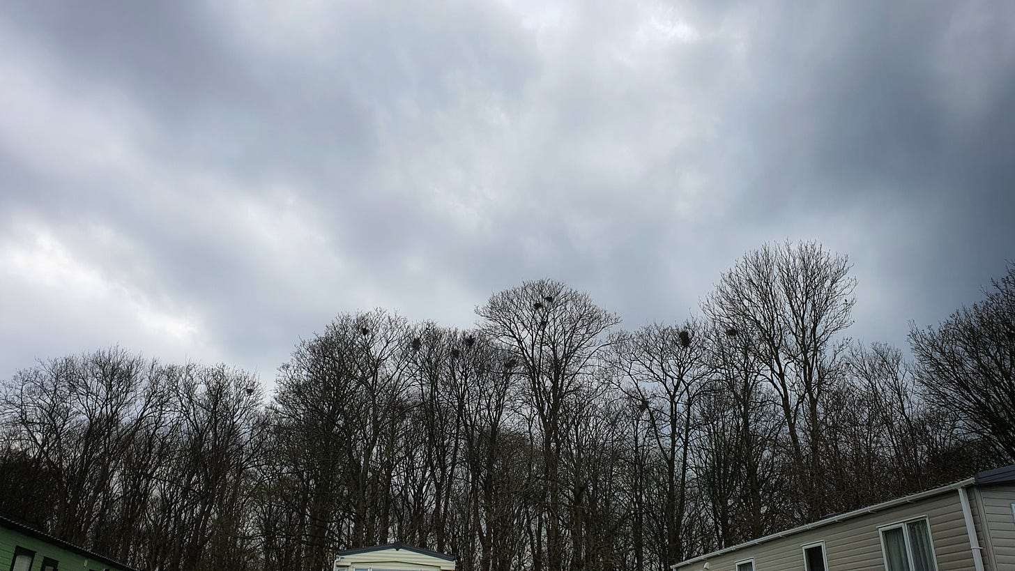Winter trees against a grey clouded sky. High up in the branches are rooks nests. Below are the roofs of the caravans.