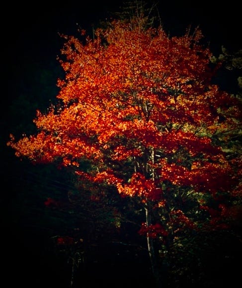 A tree with red leaves

AI-generated content may be incorrect.