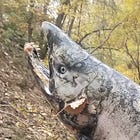 Lost salmon turn wild in restored stream