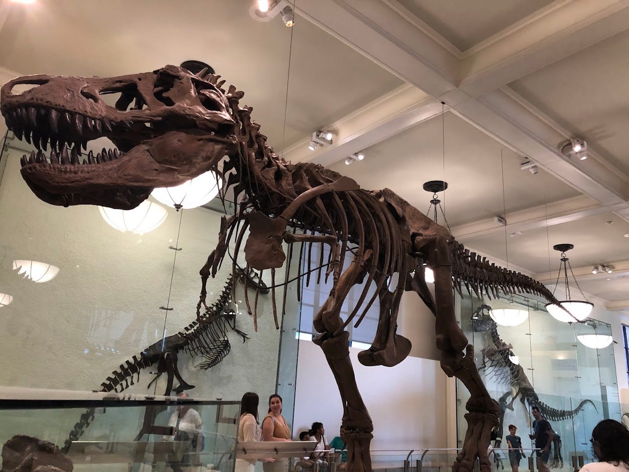a life-size, brown skeleton of a t-rex. it is standing in a white room, which other dinosaur skeletons up against the wall.