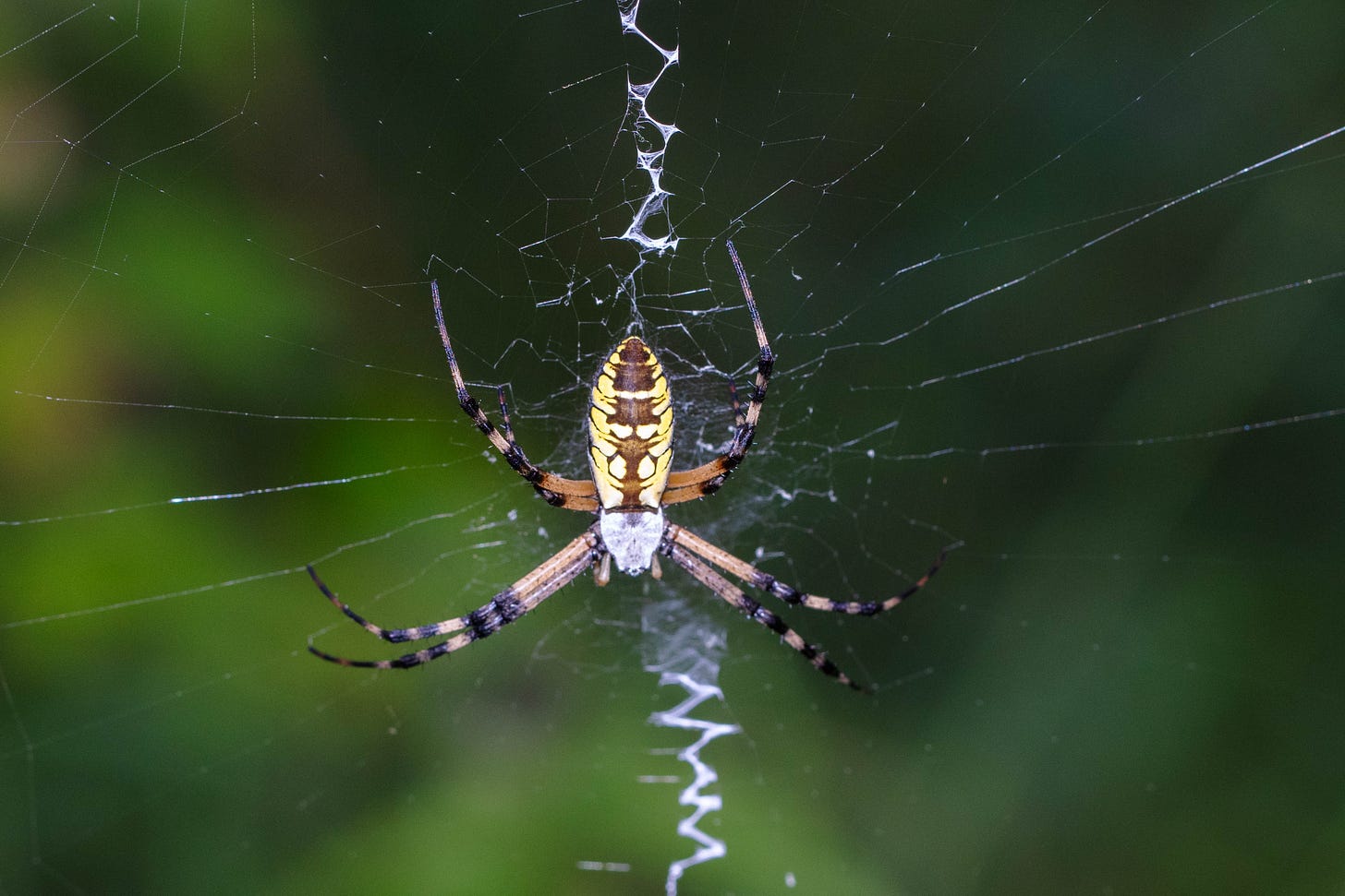 A large yellow and black spider with a silvery-white head, in the center of a web with a white vertical zigzag of web running down the middle of the web. The background is soft focus different shades of forest green.