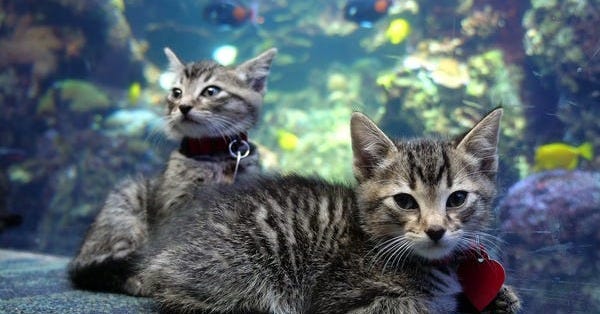 Foster Kittens Explored an Empty Georgia Aquarium - Business Insider Foster Kittens Explored an Empty Georgia Aquarium - Business Insider