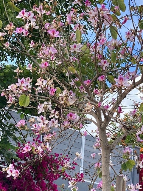 May be an image of flower, nature and tree