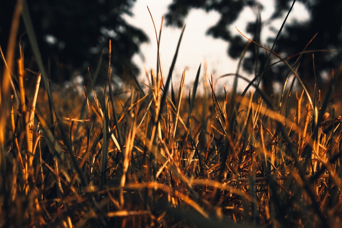 Free Sunny close-up of dry golden grass with trees in the background, Săcueni, Romania. Stock Photo