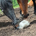 decreasing my extremely high screentime with goth meditation and old textbooks