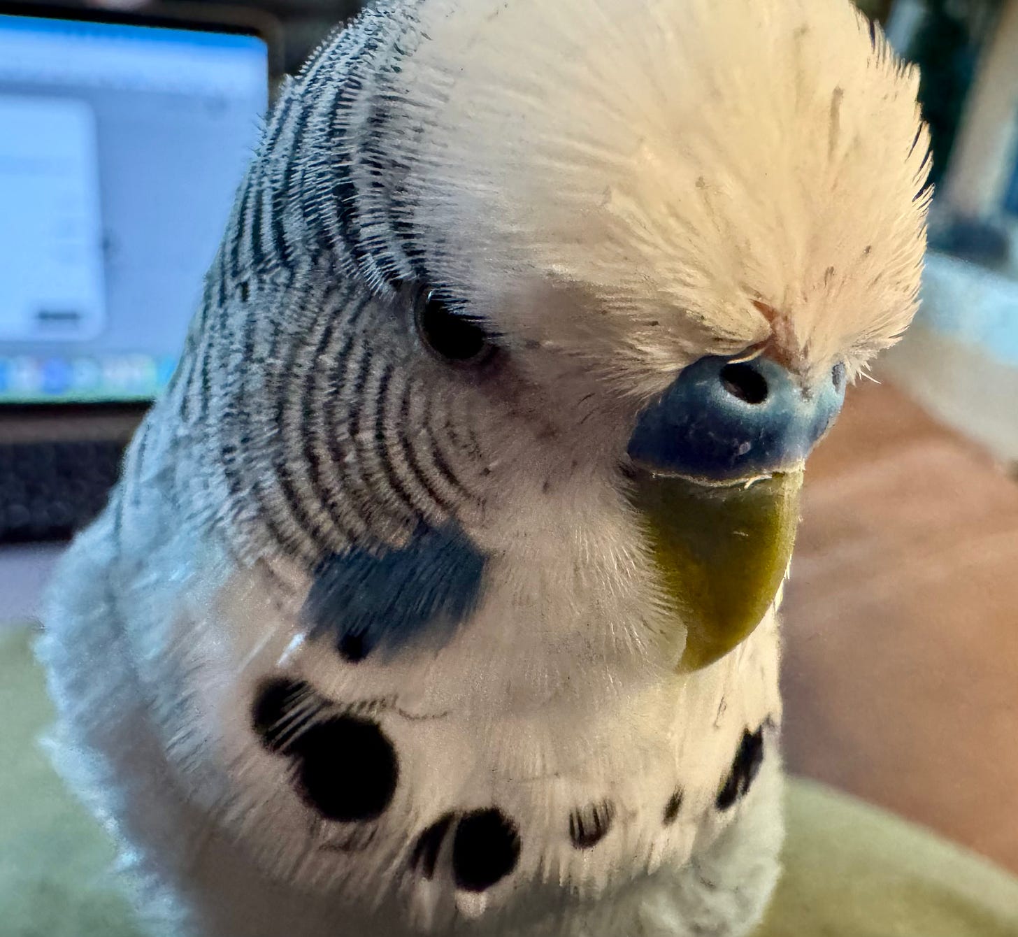 A close-up of a grey and white budgie (Yoshi) with pin feathers on his head, making him look scroogly