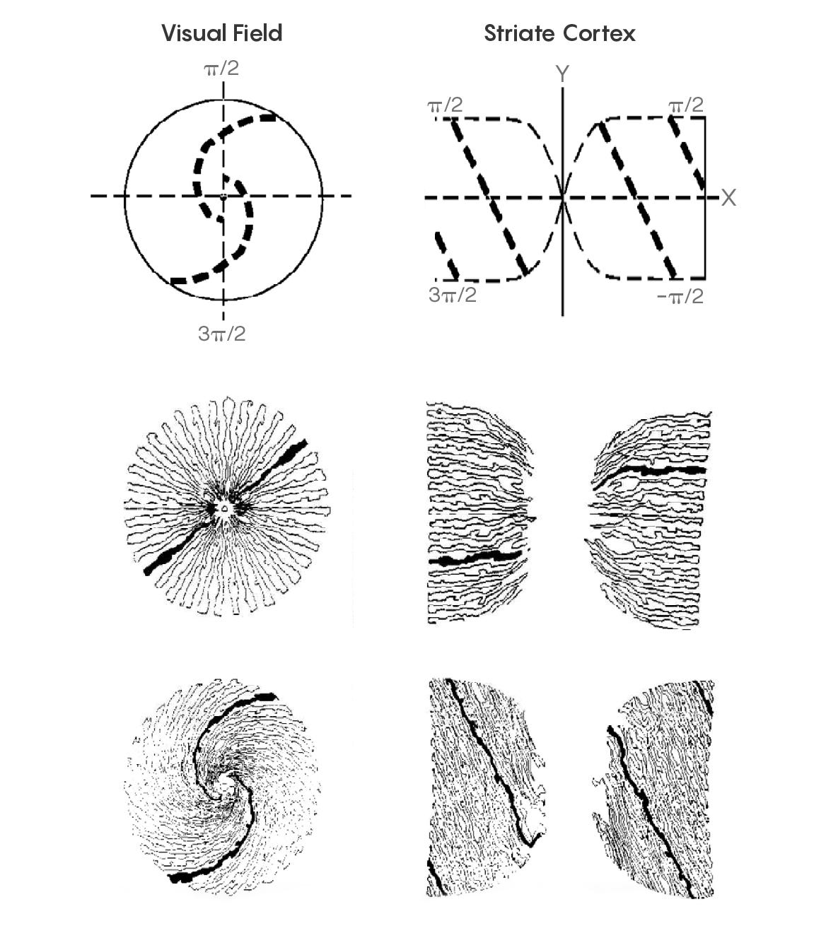 The neurophysiology and psychophysics of fractal visuals