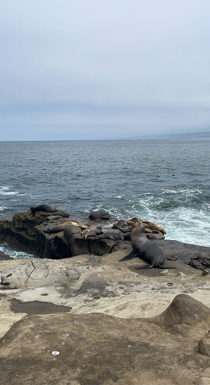 Sea lions and an ocean view