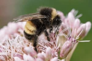 bee on a flower