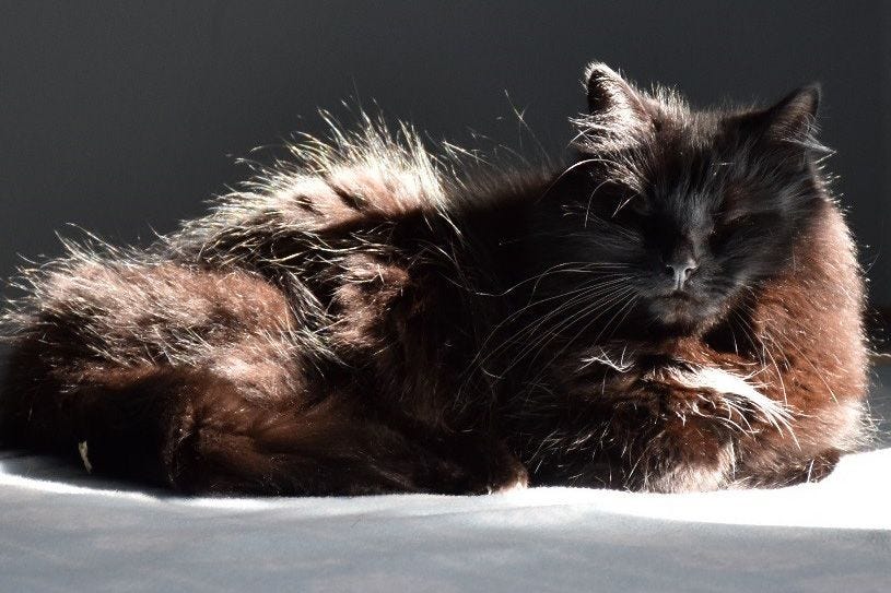 Rhiannon rests in the sunbeam which causes her fur to glow with radiance. She has a pleased expression with eyes closed and arms crossed. Rhiannon rests in the sunbeam which causes her fur to glow with radiance. She has a pleased expression with eyes closed and arms crossed.