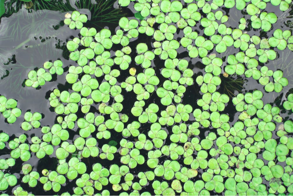 What Is Mankai Duckweed? | Benefits & How to Use What Is Mankai Duckweed? | Benefits & How to Use
