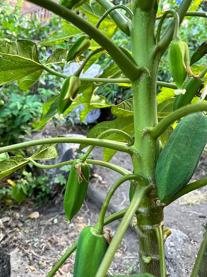 mint and papaya garden