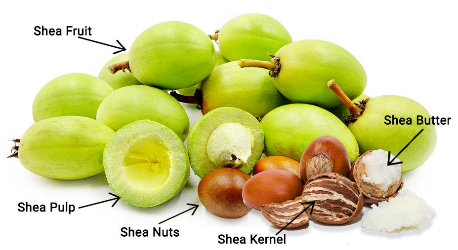 Shea Butter Production, Benefits and Uses - Goyum Screw Press
