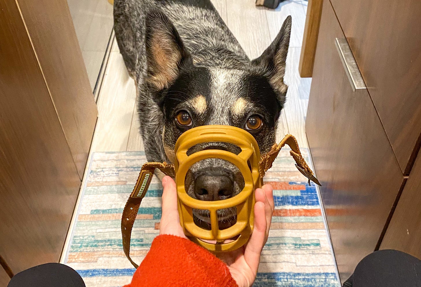 Scout the blue heeler eagerly presses her snout into her baskerville ultra dog muzzle before a vet appointment