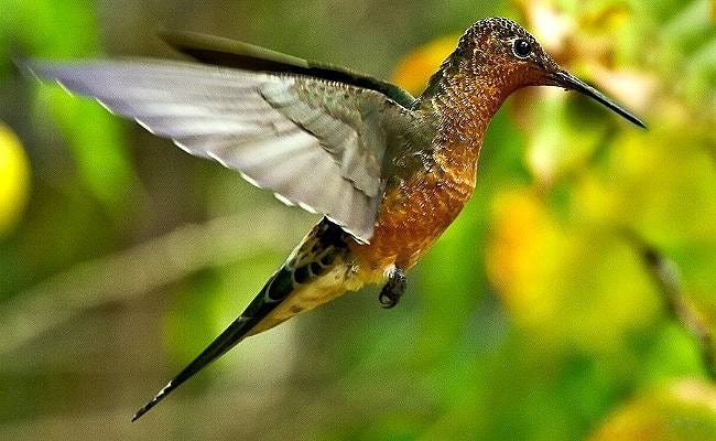Beija-flor-gigante (Patagona gigas) - Picture Bird