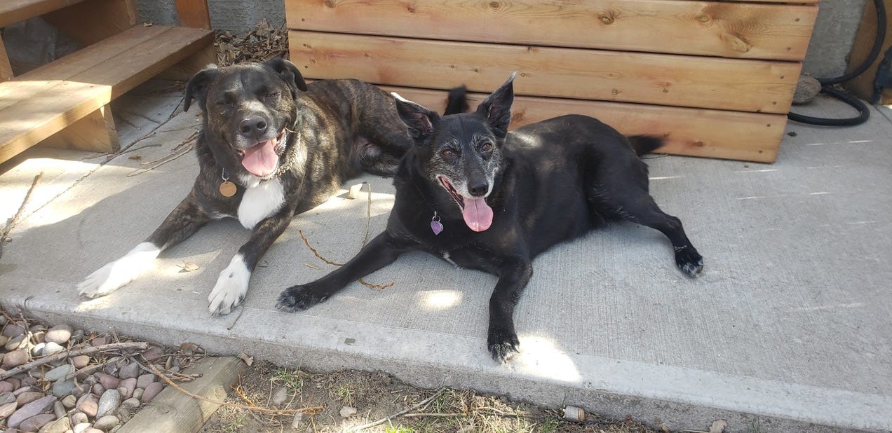 Two dogs lying side by side posing for the camera.