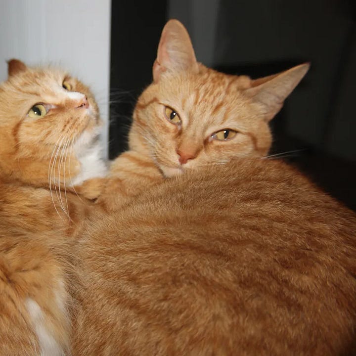 two orange striped tabby cats snuggle