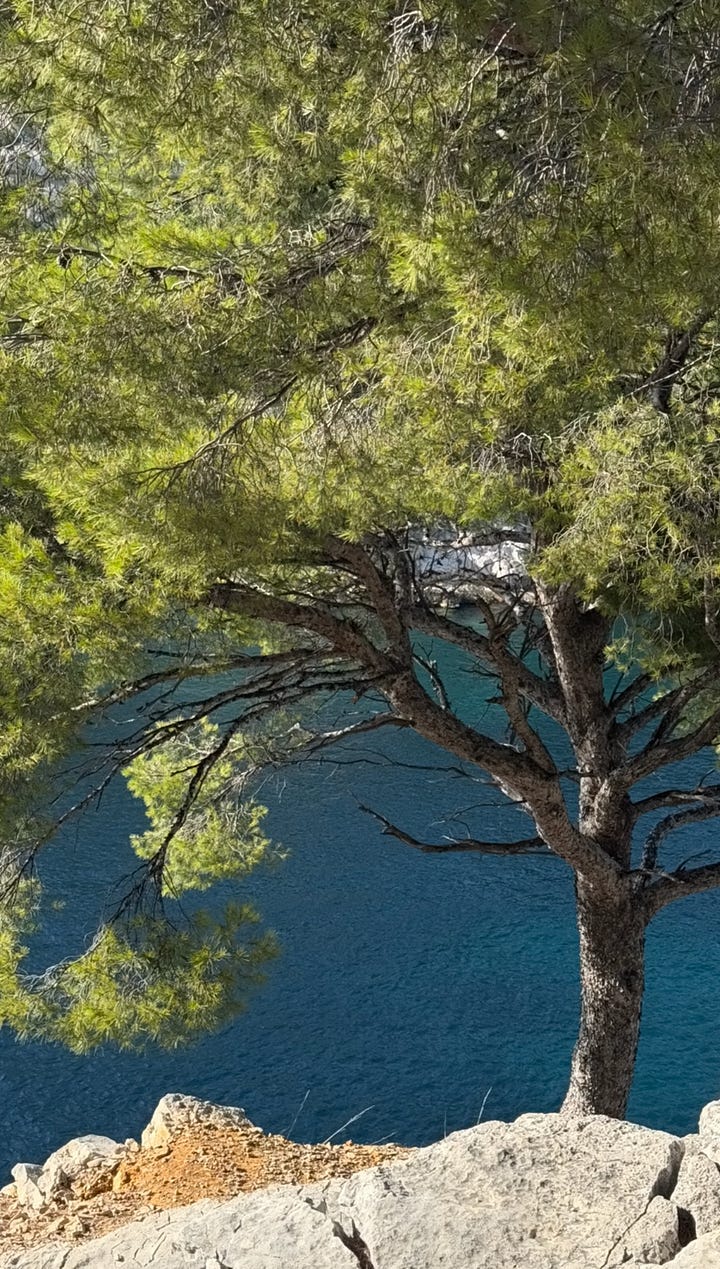 cassis