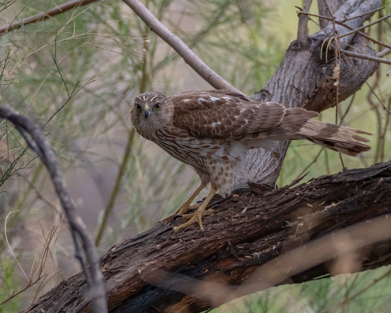 20250315-Sweetwater-251-Edit.jpg 20250315-Sweetwater-251-Edit.jpg