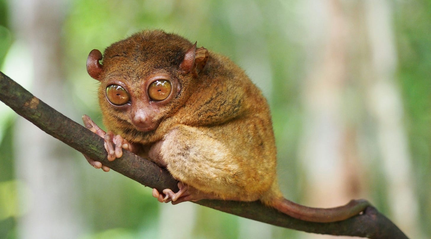 brown tarsier on branch Each of a tarsierâs eyes is roughly as big as its brain, making them one of Southeast Asiaâs most unusual little primates. brown tarsier on branch Each of a tarsierâs eyes is roughly as big as its brain, making them one of Southeast Asiaâs most unusual little primates.