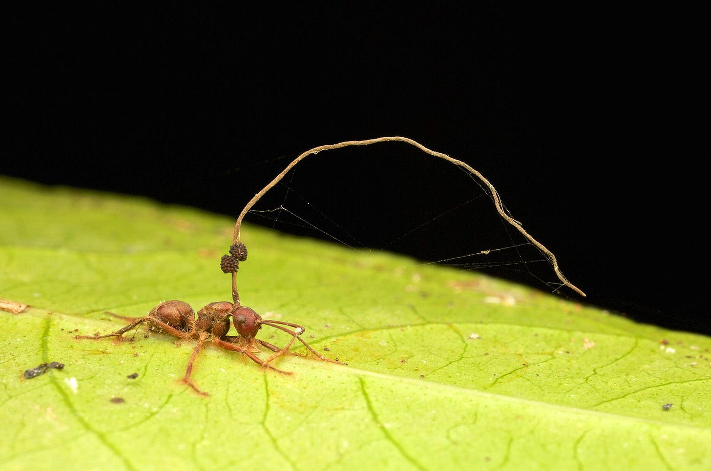 Zombie-ant fungus | Description, Infection, Life Cycle, Humans, & Facts |  Britannica