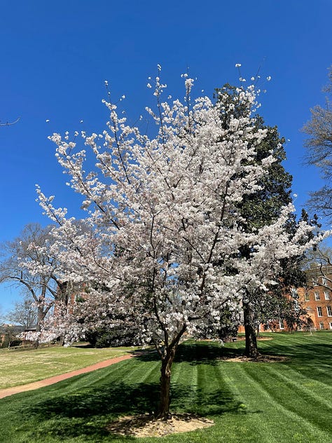 Images of spring flowers.