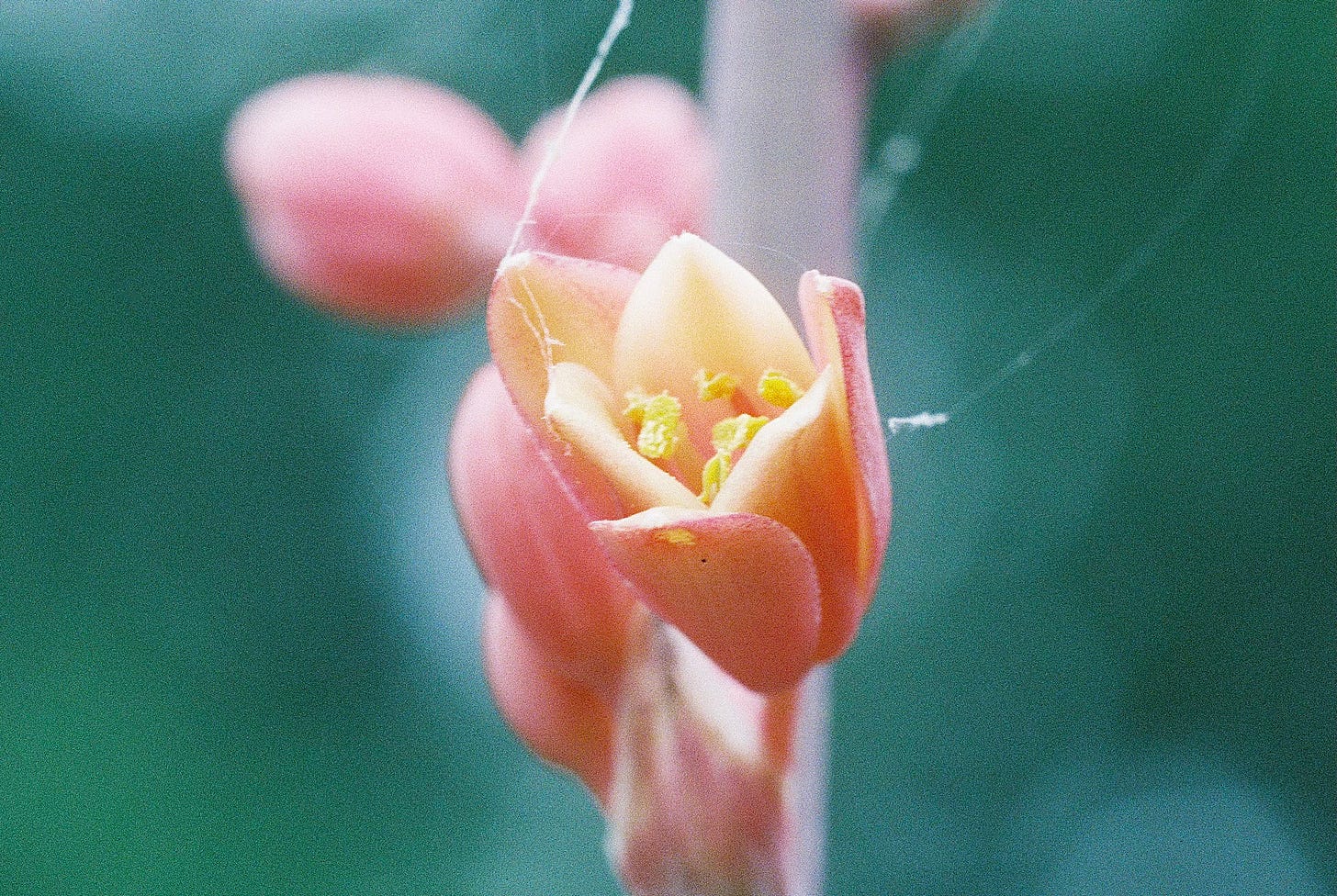Red yucca in bloom