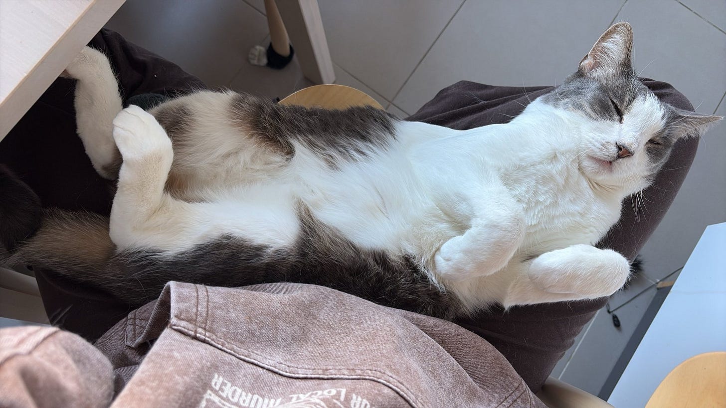 A very large grey and white cat lies on his back in a woman's lap with all four paws in the air. He is held by the cross-legged pose and has a sleepy expression on his face.
