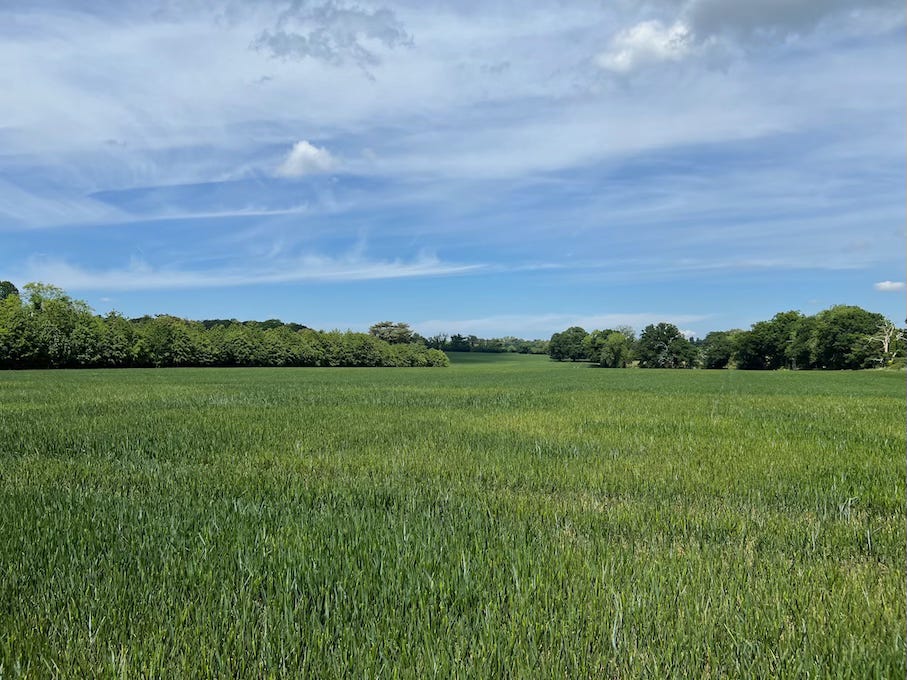 A lush green field stretches into the distance under a partly cloudy blue sky. A line of trees marks the horizon, with scattered clouds and wispy cirrus streaks above. The scene is bright and tranquil, evoking a peaceful rural landscape on a sunny spring or early summer day.