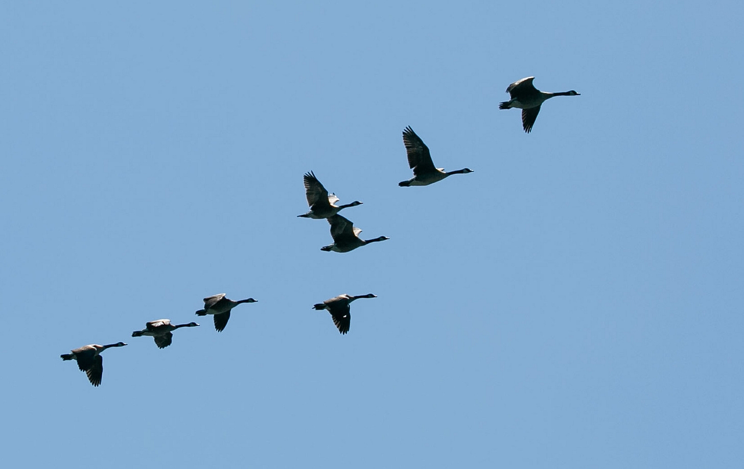 Geese fly over the Willamette River in West Linn, Ore., July 17, 2025. This year, there has been a reported decrease in migrating birds across the state. Geese fly over the Willamette River in West Linn, Ore., July 17, 2025. This year, there has been a reported decrease in migrating birds across the state.