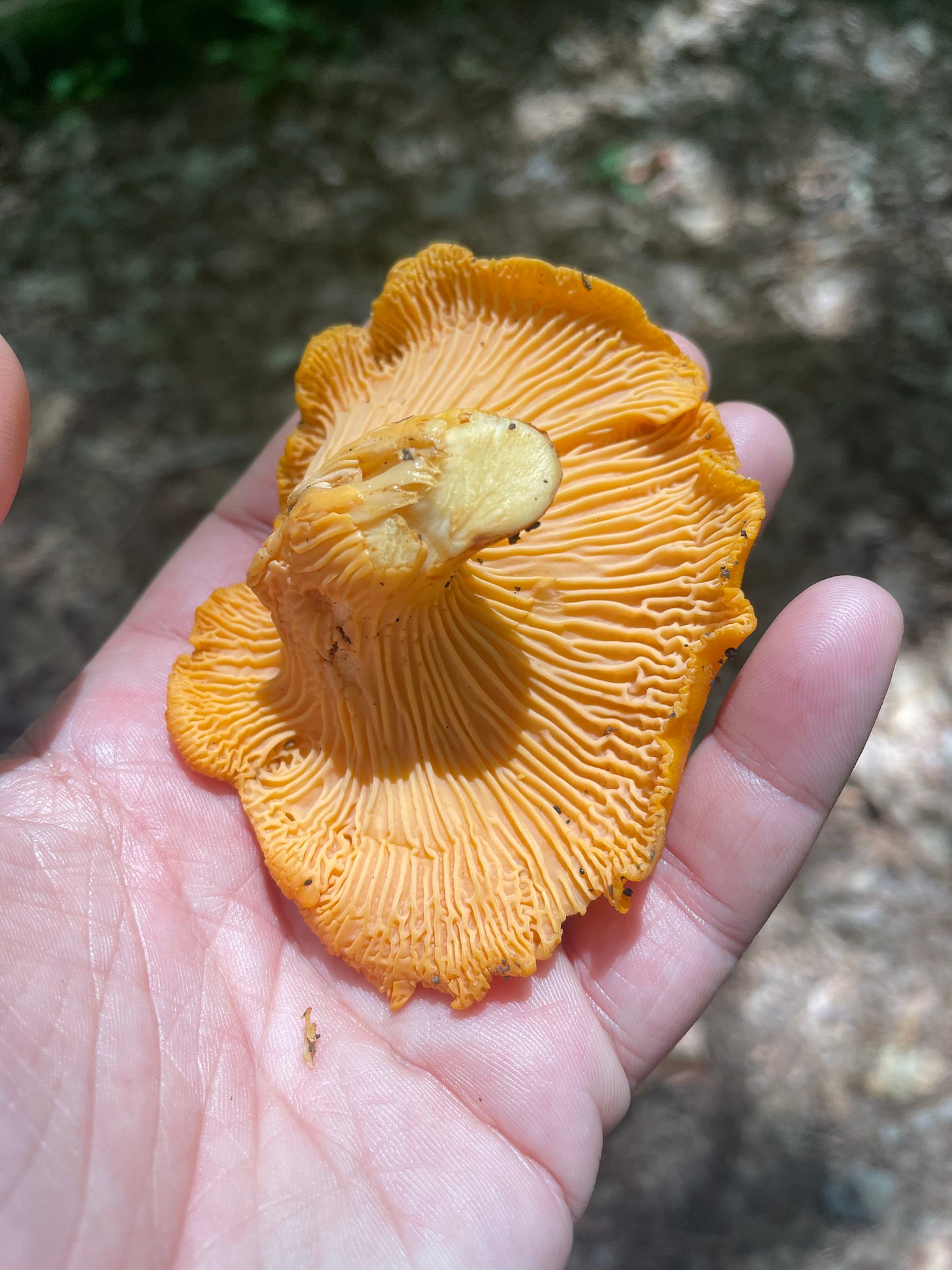 an orange chanterelle mushroom sits in an upturned hand, the sun shining on the false gills and fibers of the stalk