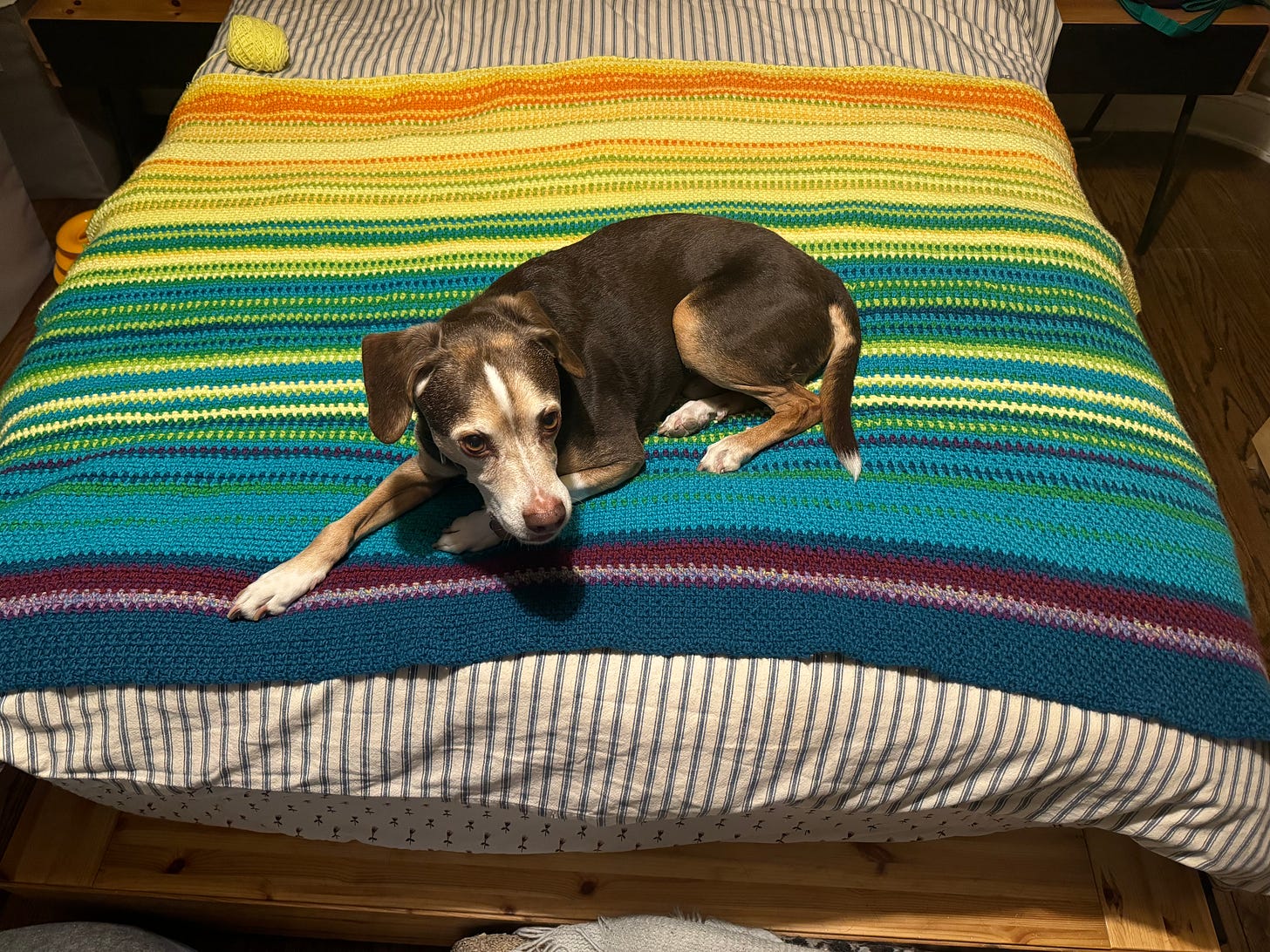 The first half of a temperature blanket with different colored stripes and a beagle mix lying on top of it.