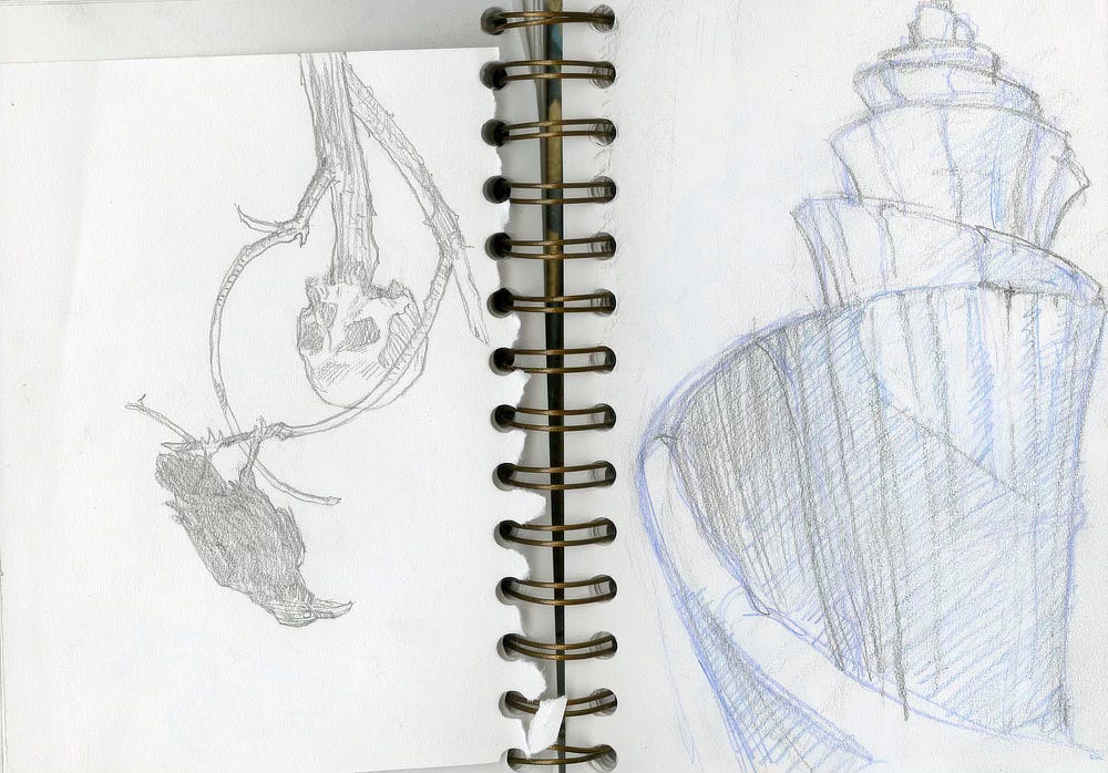 Photo of sketchbook pages featuring a rough sketch of the flower spiral of UNWINDING and upside down on the facing page is a raven perched on a thin branch next to a skull