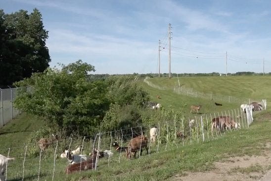 Goats clearing brush at the Southerly Water Reclamation Plant, Columbus Ohio Goats clearing brush at the Southerly Water Reclamation Plant, Columbus Ohio