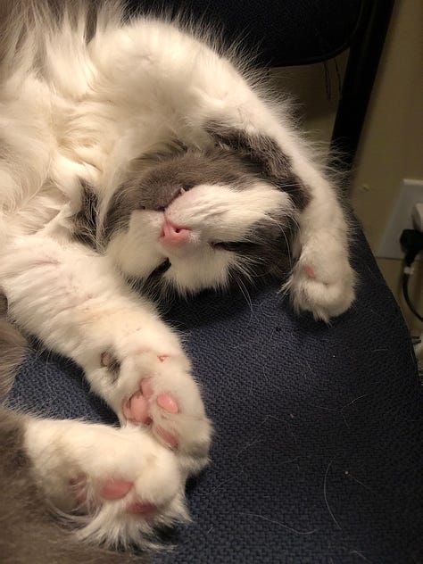 Newman's favorite poses & sleeping areas