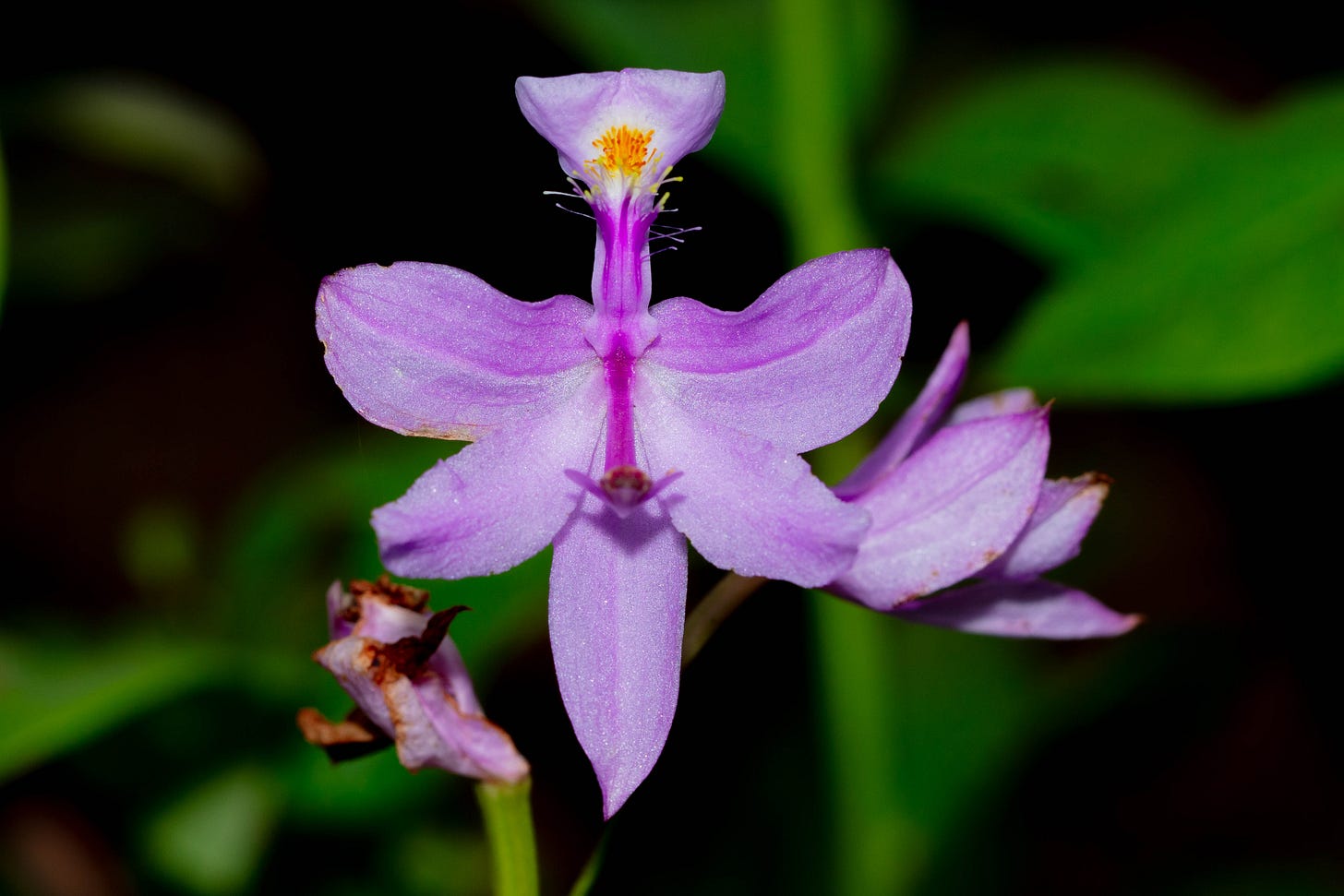 A bright pink-purple orchid against a dark background
