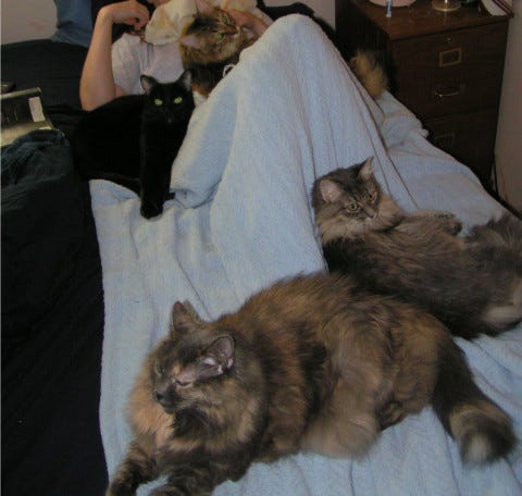 Cats_Sleep_With_You Cats_Sleep_With_You