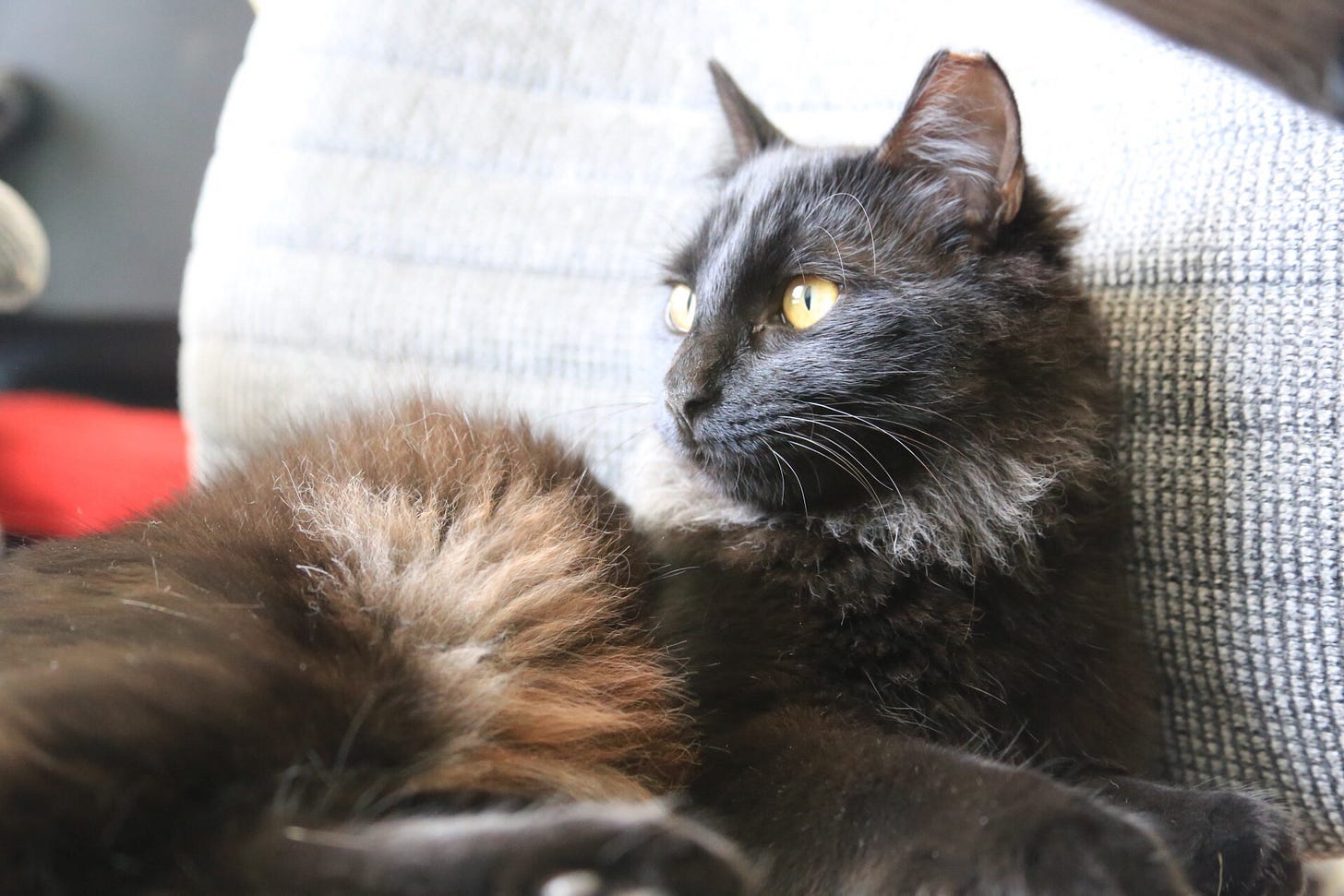 floofy black cat sitting on grey chair