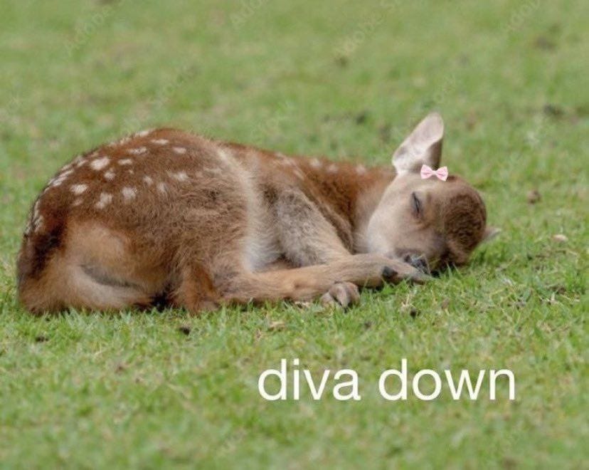 CHECK PINNED) Deer in Places they Shouldn't Be on X: "diva down  https://t.co/M5aCFDomP5" / X