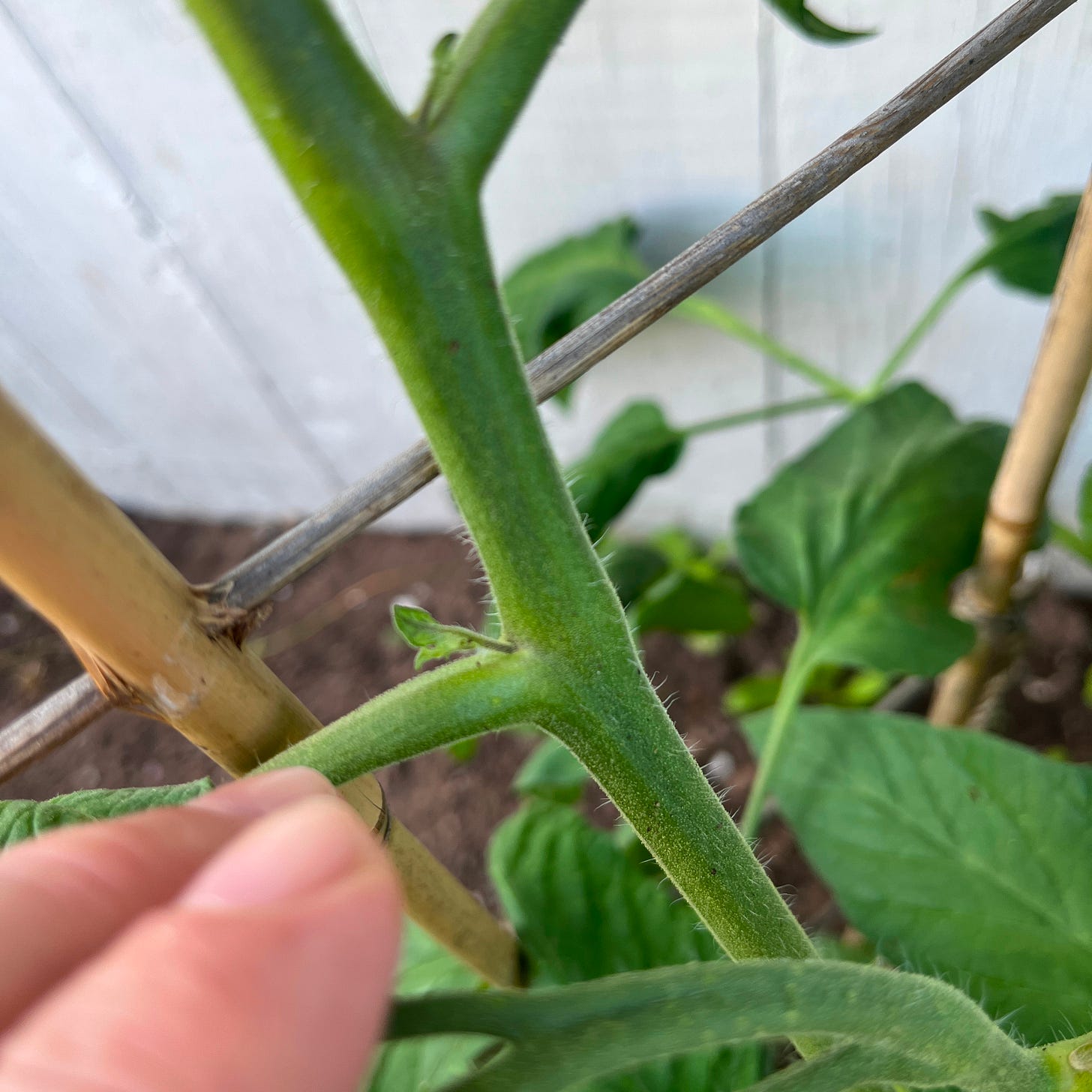 a close up image of a tomato vine, with my fingers reaching out to pinch off a tiny bit of growth coming between the main stem and a side stem a close up image of a tomato vine, with my fingers reaching out to pinch off a tiny bit of growth coming between the main stem and a side stem