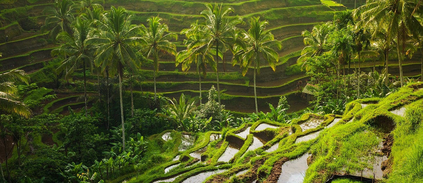 Terraced rice fields in Ubud <span class="iconos separador"></span> Bali