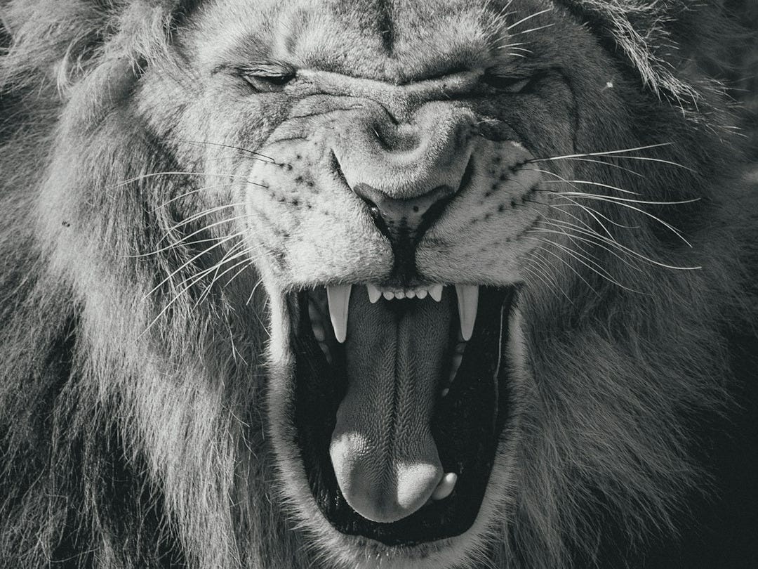 black and white lion illustration black and white lion illustration