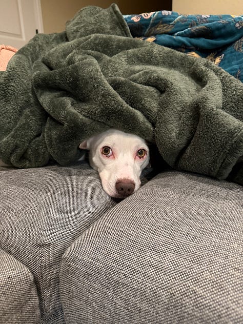 A collection of photos of Bosley, a chihuahua cattle dog mix, solo, with Roxy, a husky chihuahua mix, and with Allison