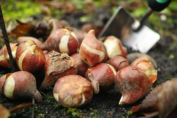 A small pile of about a dozen tulip bulbs