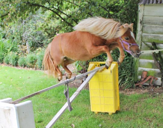 Duchess jumping 80cm under the sycamore tree. Duchess jumping 80cm under the sycamore tree.